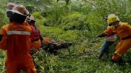 Sapi Limosin Berbobot Lebih 300 Kilo Terperosok ke Rawa di Surabaya