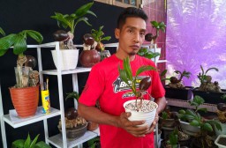 Pria di Ponorogo ini Sukses Kembangkan Bonsai Kelapa