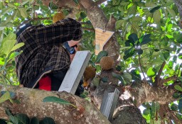 Viral Buah Nangka Mirip Durian di Ponorogo, Begini Cerita Pemiliknya