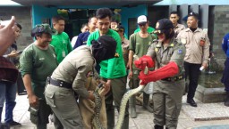 Berita Foto: Serunya Satpol Cs Saat Mengevakuasi Binatang Buas