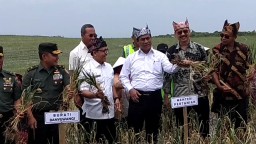 Mentan Amran: Kualitas Bawang Putih Banyuwangi Lebih Bagus dari Impor