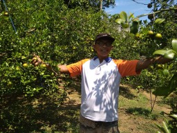 Ini Cerita Mahiful, Petani Jeruk yang Panen Diluar Musimnya
