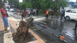 Hujan Angin di Surabaya, Pohon Trembesi Tumbang