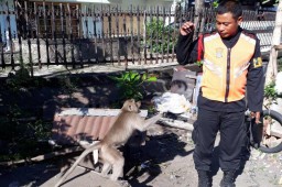 Iba Kepada Sang Kera, Ningsih Lapor 112
