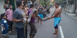 Ular Phyton 4 Meter Satroni Rumah Dukun 