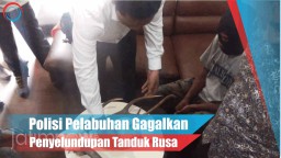 Video: Polisi Pelabuhan Gagalkan Penyelundupan Tanduk Rusa