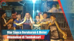 Video: Ular Sanca Berukuran 4 Meter Ditemukan di Tambaksari