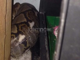 Warga Wonokromo Kaget Temukan Ular Phyton Menyusup di Rumahnya