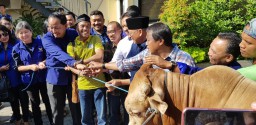 Pertama Kali, NasDem Serahkan Sapi Kurban ke Komunitas Wartawan