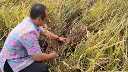 Padi Diserang Hama, Petani di Tulungagung Terancam Gagal Panen