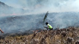 Kebakaran di Gunung Bromo, Ini Dugaan Penyebabnya