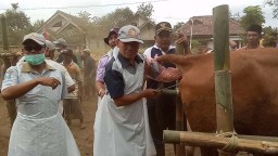Menggenjot Ketersediaan Sapi Potong Melalui Program Inseminasi Buatan