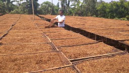 Harga Tembakau di Pasar Turun, Petani Pilih Timbun di Gudang