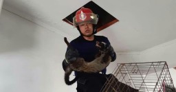 Petugas Damkar pun Evakuasi Luwak yang Terjebak di Atap Rumah 