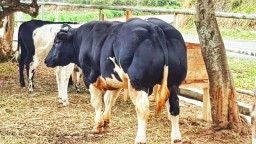 Belgian Blue, Sapi yang Wow
