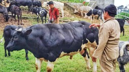 Ditargetkan 1000 Sapi Belgian Blue pada 2019, Apa Langkahnya?