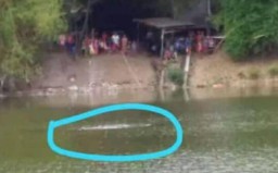 Muncul di Bengawan Solo, Diduga Jenis Buaya Muara