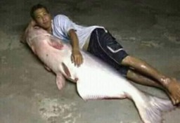 Ikan Sebesar Manusia Dikabarkan Tertangkap di Bojonegoro: Hoaks!