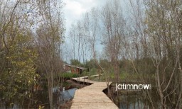 Spot Foto Ciamik: Kebun Mangrove Gunung Anyar