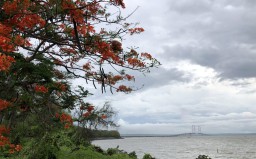 Foto: Giliran Surabaya Berhias Flamboyan 