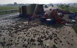 Ban Meletus, Truk Bermuatan Bekicot Terguling di Tol Jombang