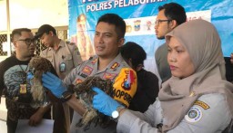 Penyelundupan Ratusan Satwa dari Sulawesi Digagalkan di Surabaya