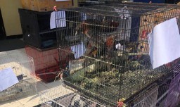 Ditpolair Polda Jatim Gagalkan Penyelundupan Ratusan Burung dari Papua