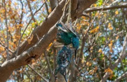 Burung Dilindungi di Pamurbaya Mati Tertembak, Ini Respon Bambang DH