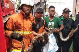 Petugas Tangkap Ular Piton Sepanjang 4 Meter Hingga Musang di Surabaya
