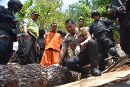 Pelaku Pembalakan Liar Pohon Pinus di Trenggalek Diamankan, 3 Buron