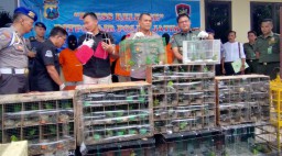 Penyelundupan Ratusan Burung Cucak Hijau, 5 Orang Diamankan