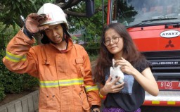 Aksi Damkar Evakuasi Kucing yang Terjebak Pohon 4 Meter di Surabaya