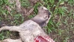 Puluhan Ekor Kambing di Pacitan Mati Terkoyak, Diterkam Hewan Buas?