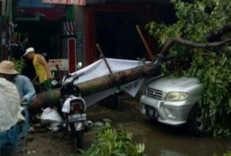 Mobil Daihatsu Taruna Tertimpa Pohon Akibat Hujan Angin di Surabaya