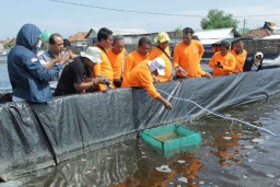 Ini Langkah Petambak Jaga Budidaya Udang Vaname