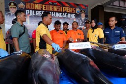 Perdagangan 9 Lumba-lumba Moncong Panjang di Tulungagung Digagalkan