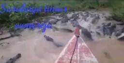 Video Gerombolan Buaya di Surabaya Dipastikan Tidak Benar