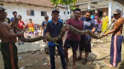 Diduga Dilepaskan Pemiliknya, Ular Piton 4,5 Meter Ditangkap Warga