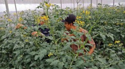 Mantan Wagub Jatim Jualan Tomat Ceri Keliling