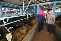Khofifah Dorong Industri Susu di Jatim Penuhi Kebutuhan Dalam Negeri