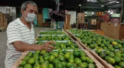 Pasokan Jeruk dan Semangka dari Banjarmasin Melimpah di PIOS