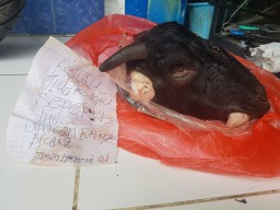 Pengawas Pemilu Diteror Potongan Kepala Kambing