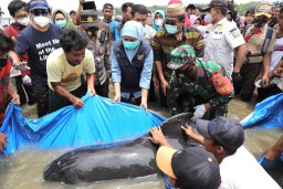 50 Ekor Paus Tombak Terdampar di Pantai Modung, FKH Unair Diterjunkan
