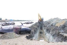 2 Ekskavator Diterjunkan untuk Kubur Bangkai Puluhan Ekor Ikan Paus