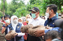 Gubernur Khofifah Bersama Mentan dan Menko PMK Panen Porang di Madiun