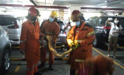 Ular Piton Ditemukan pada Mobil yang Tengah Parkir di BG Junction Surabaya