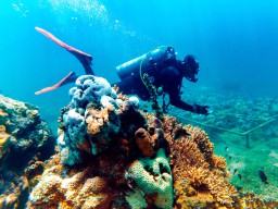 Pecahkan Rekor MURI, Banyuwangi Gelar Underwater Festival 3 Hari