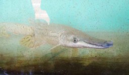 Ikan Aligator Banyak Dipelihara oleh Warga di Banyuwangi