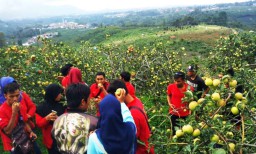 Mau Wisata Petik Apel Sambil Menikmati Air Terjun? di Sini Tempatnya