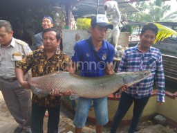 Ditemukan Puluhan Ikan Aligator di Jambi